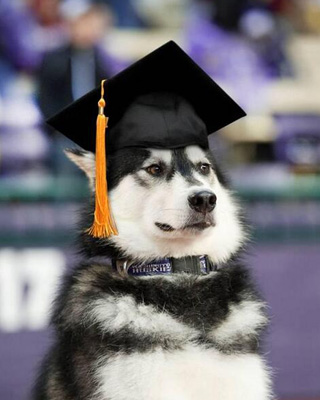 Dubs the Husky mascot wearing a graduation cap.